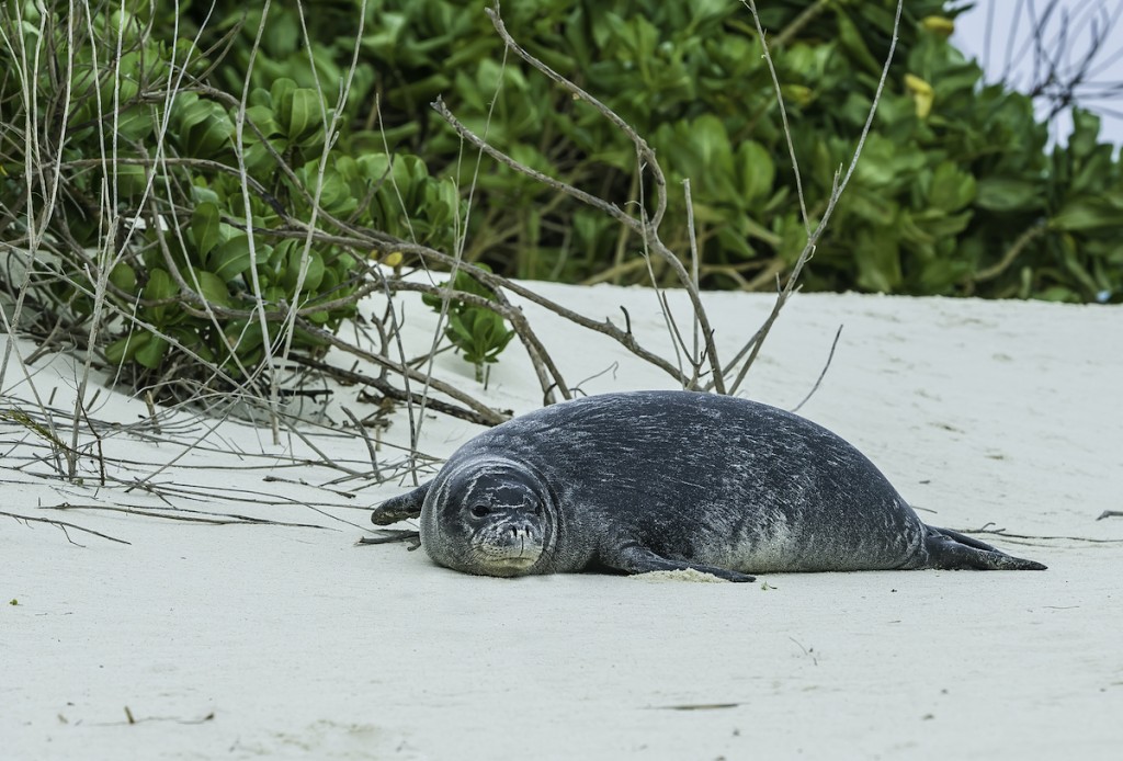 The Hawaiian Monk Seal, Monachus Schauinslandi Now Neomonachus Schauinslandi, Is An Endangered Species Of Earless Seal In The Phocidae Family That Is Endemic To The Hawaiian Islands.they Are Solitary Animals. The Hawaiian Monk Seal Is One Of Two Remainin