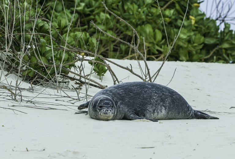 The Hawaiian Monk Seal, Monachus Schauinslandi Now Neomonachus Schauinslandi, Is An Endangered Species Of Earless Seal In The Phocidae Family That Is Endemic To The Hawaiian Islands.they Are Solitary Animals. The Hawaiian Monk Seal Is One Of Two Remainin