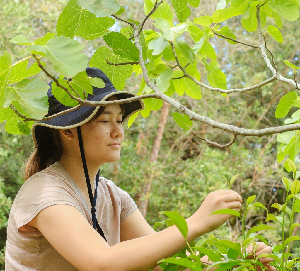 Stemworks Ag Intern Janine Harris Picks Fresh Tea Pekoe Shoots During A Tour