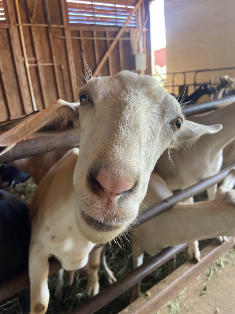 Sweetlandfarm Goat