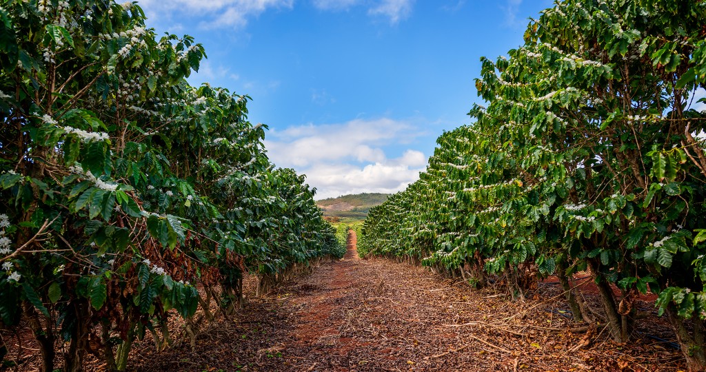 Kauai Coffee farm