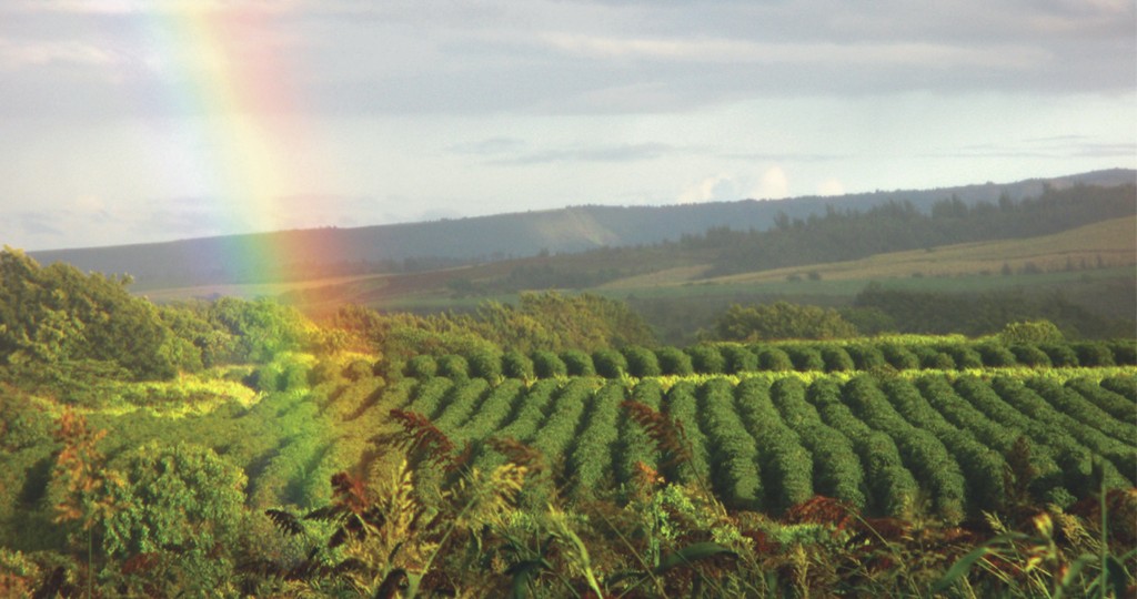 rainbow over kauai coffee farm
