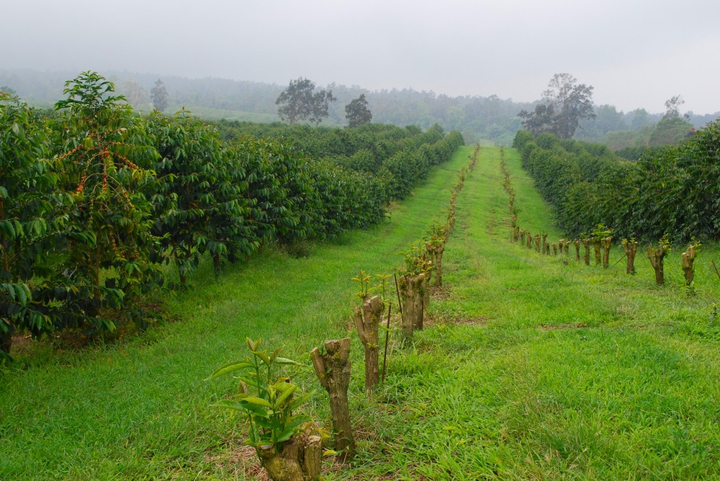 King Kona Coffee Fields
