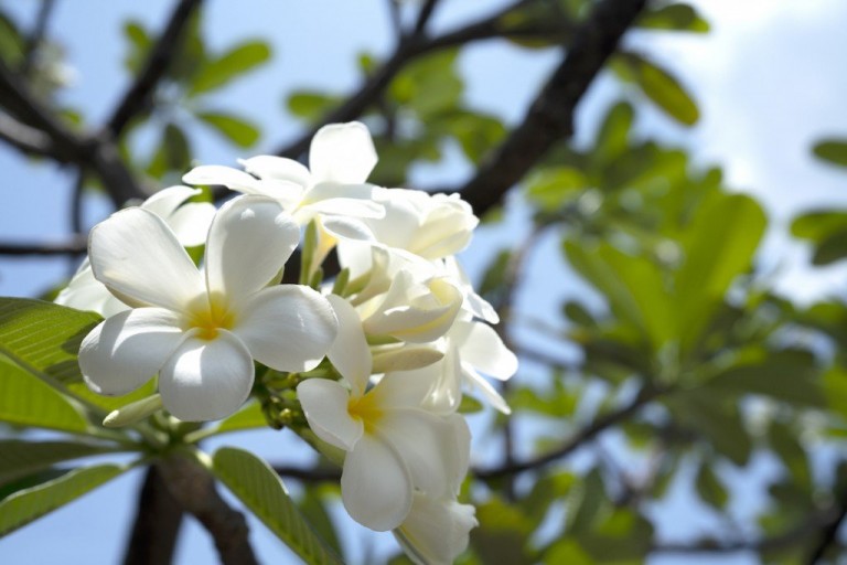 Plumeria White Gettyimages 1147754566 1024x683
