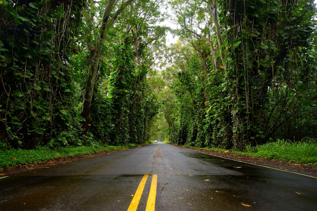 Eucalyptus Tree Tunnel Near Koloa Town On Kauai
