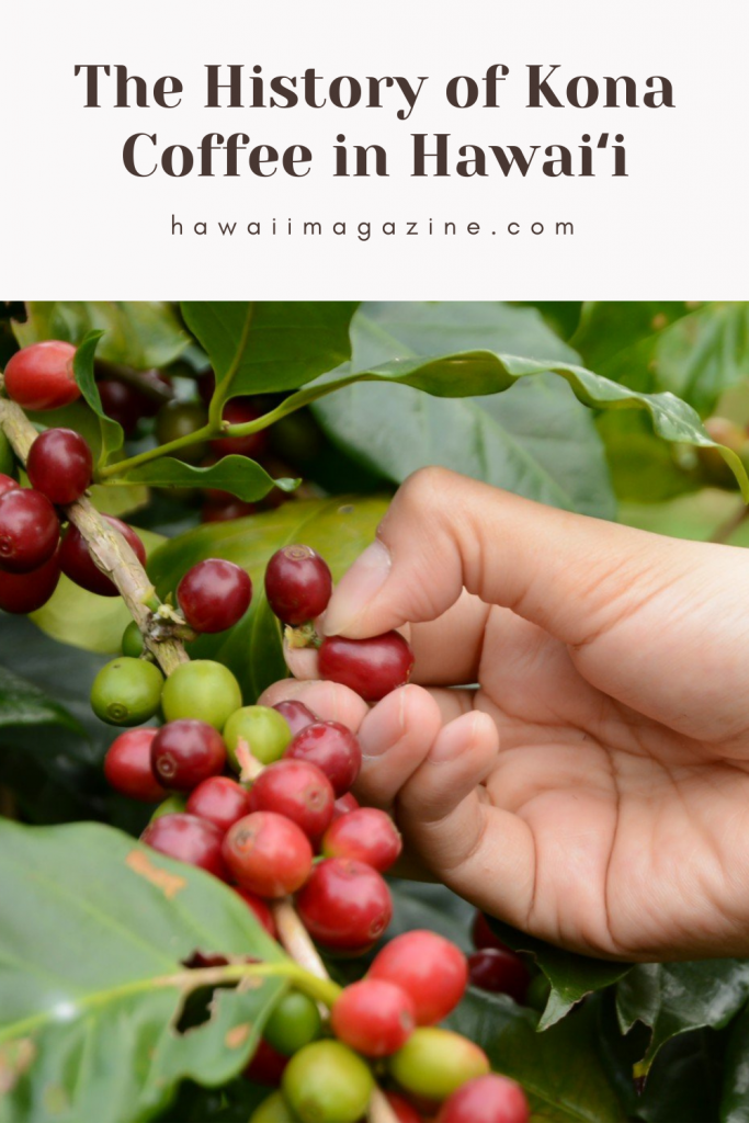 History Of Kona Coffee Copy