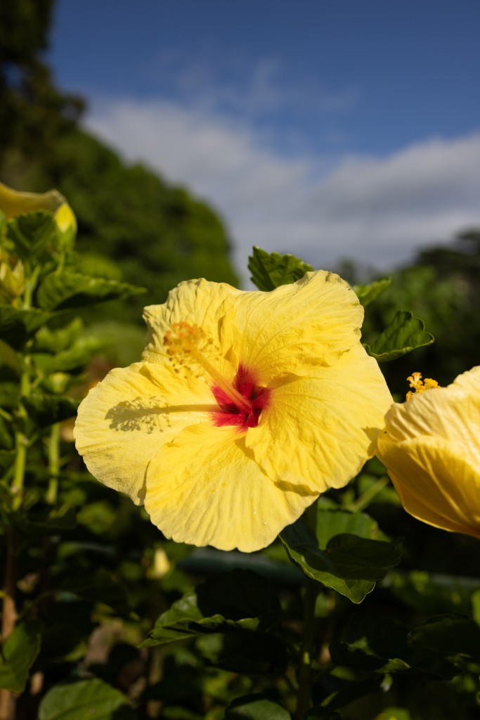 yellow hibiscus on hawaii island