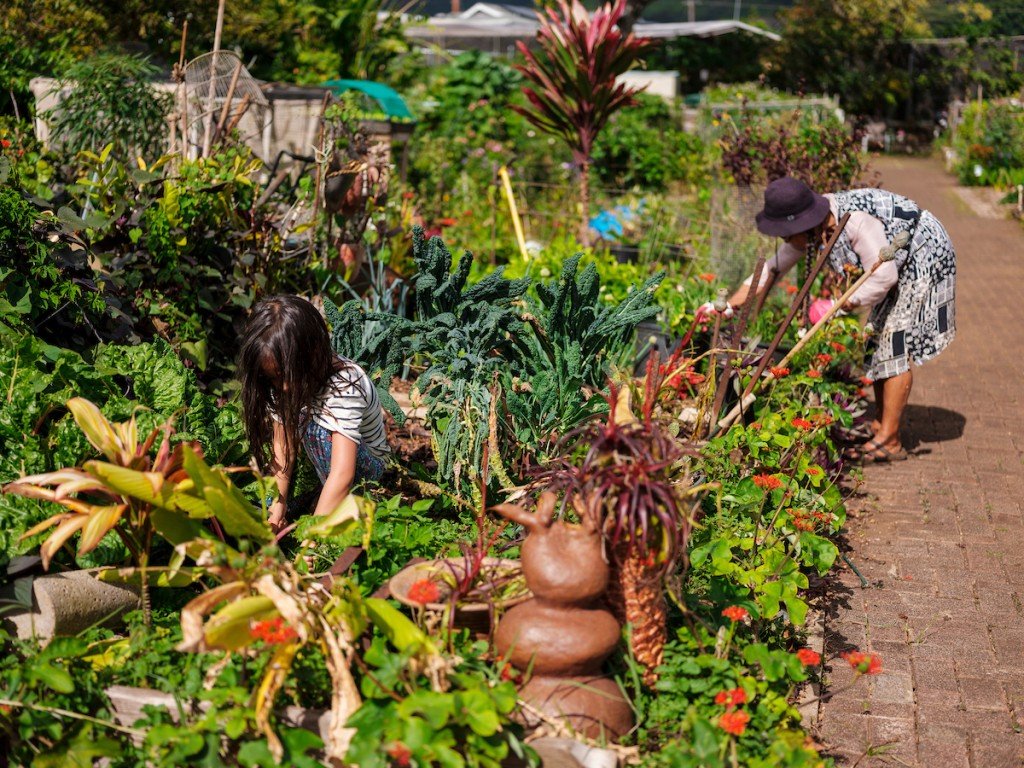 Him2104 Ay Community Gardens Manoa 7731 1024x768