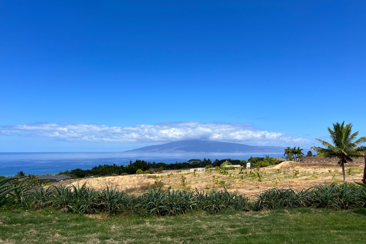 Mauidragonfruitfarmlahaina