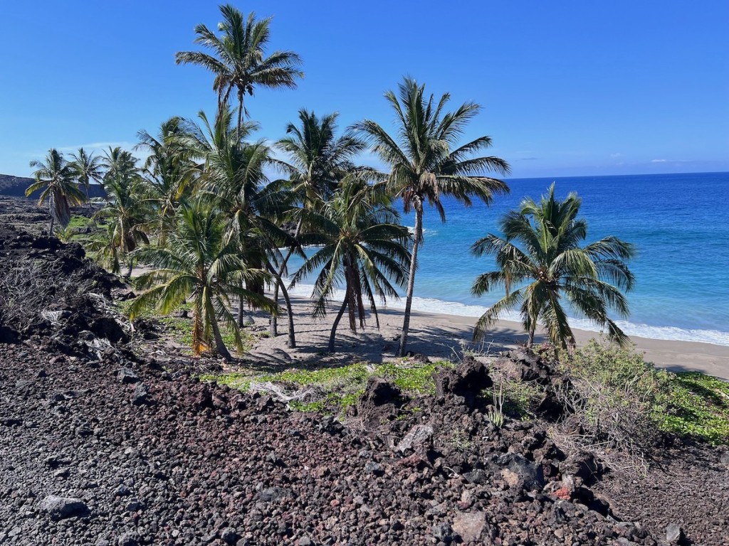 20220809 Pohue A View Of Pohue Beach And Coconut Palm Trees Nps Photosroper Todd 52201907120 564817504a K