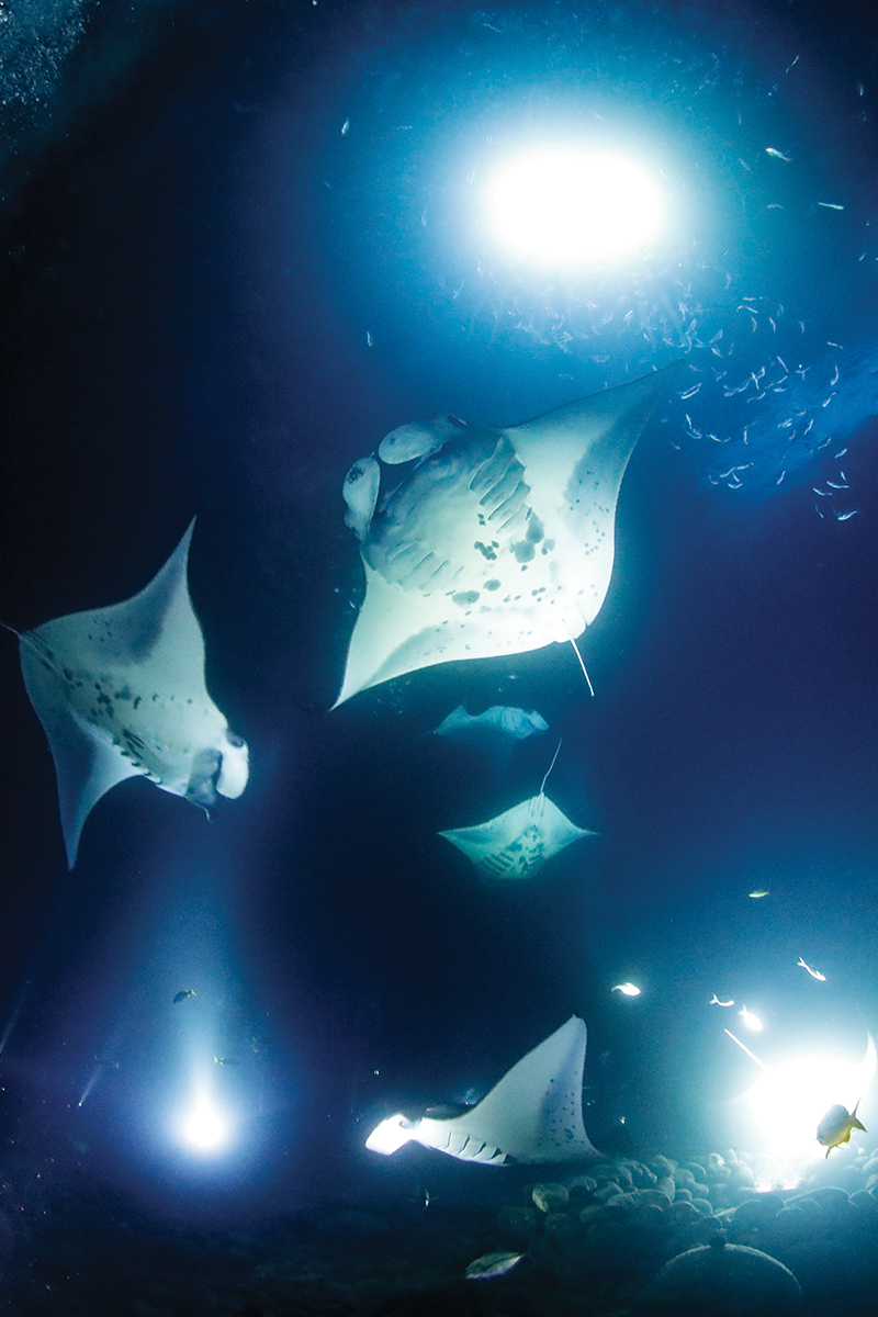 Manta Ray Night Dive