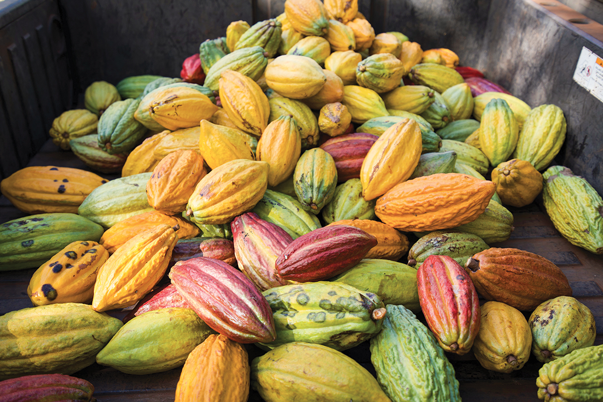 Maui Kuia Estate Chocolate Cacao Pods