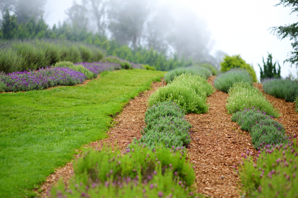 Blooming Lavender Plants At The Alii Kula Lavender Farm On Maui
