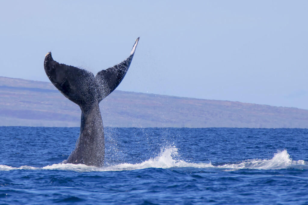 Close Up Humpback Whale Tail