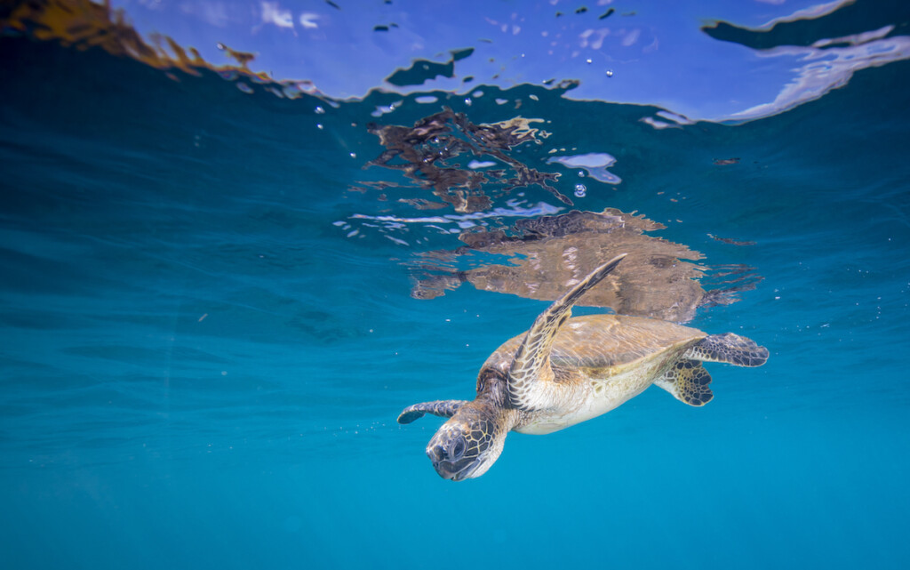 Hawaiian Green Sea Turtle