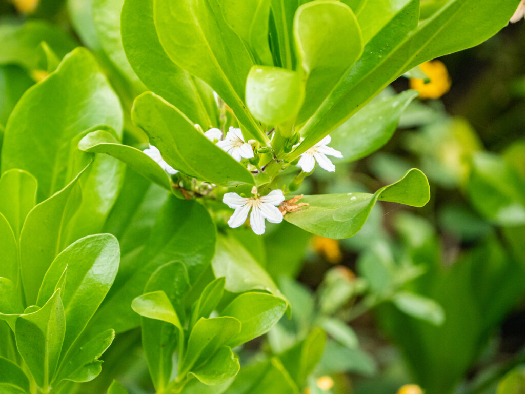 The Name Naupaka Kahakai Literally Means Naupaka By The Sea And Indeed This Plant Is Extremely Common Along Most Shorelines On The Big Island.