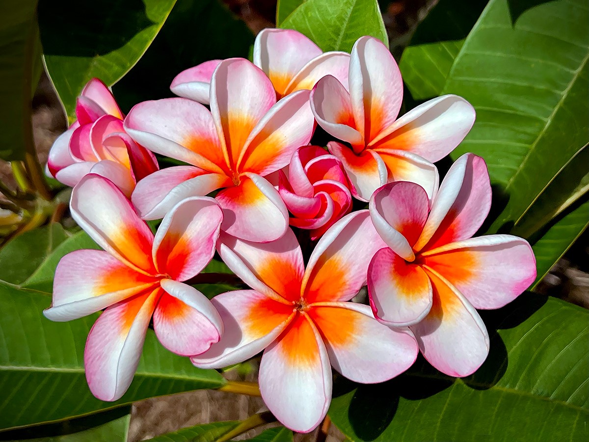 See Some of the Rarest Plumeria in the World on this North Shore