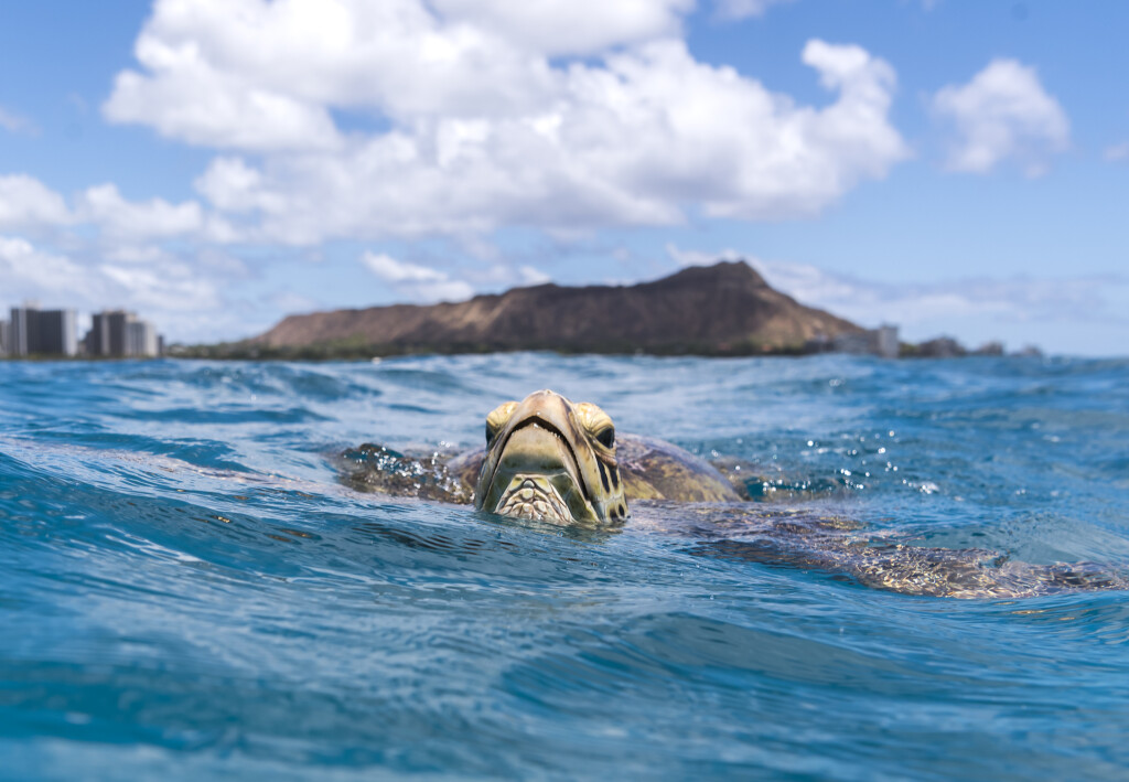 Turtle Of Waikiki