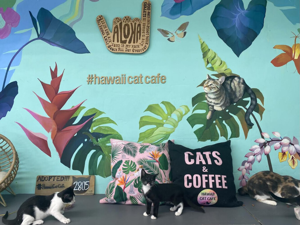 Cat Cafe 1