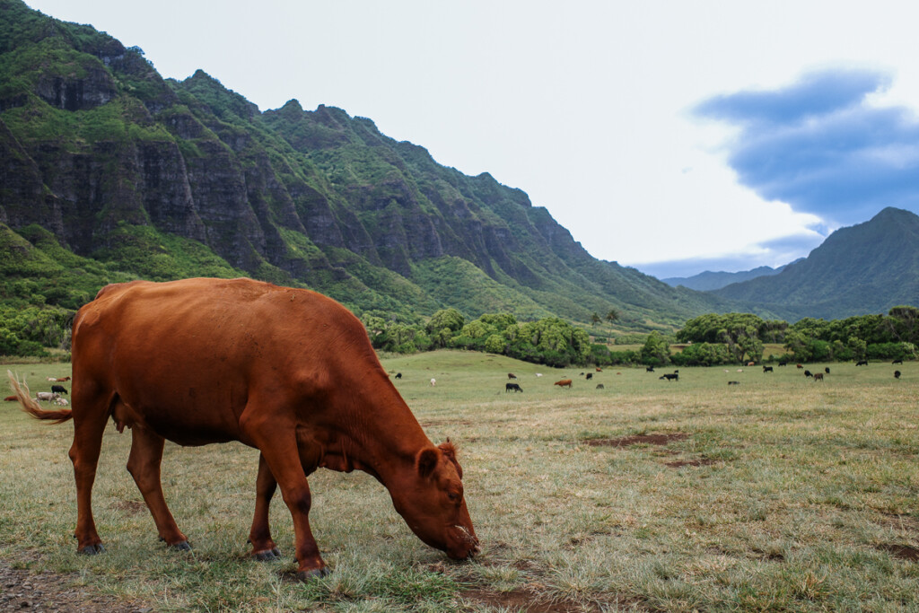 Kualoa Utv Credit Thomas Obungen 12