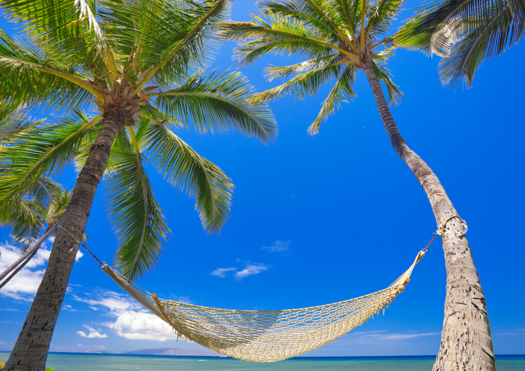 Hammock Hanging Between Two Palm Trees On The Beach