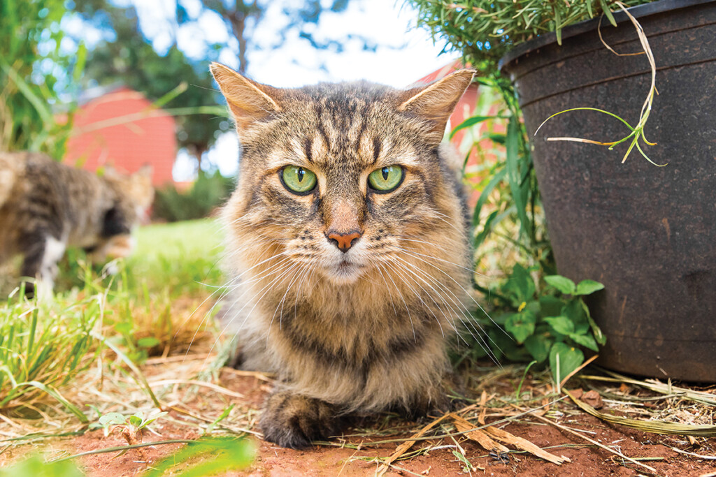 04 Lanai Cat Sanctuary Great Went