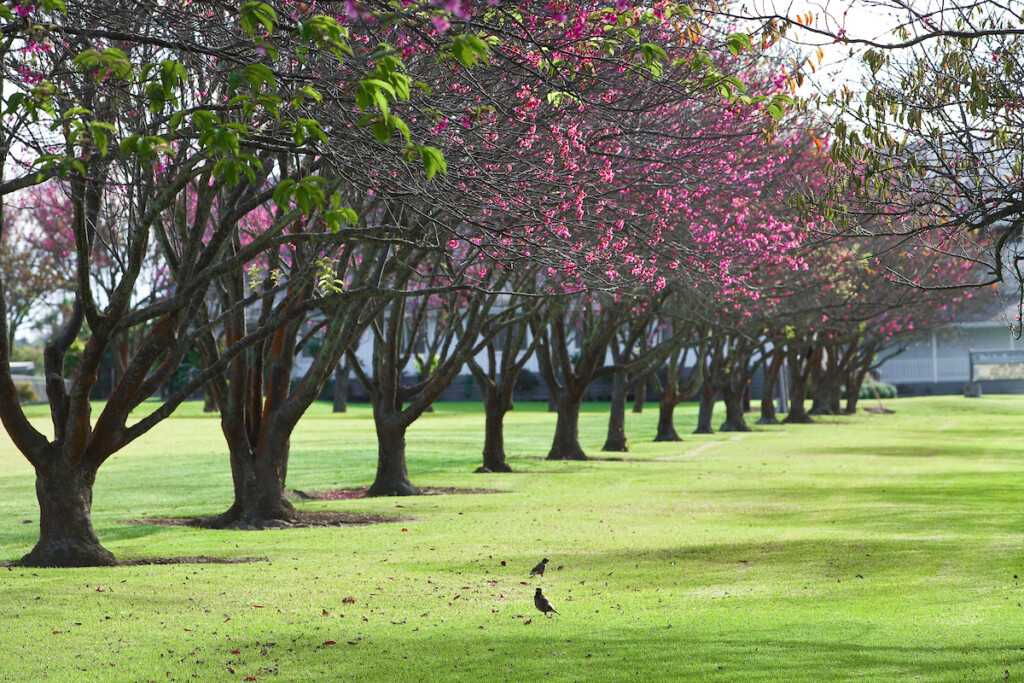20240226 Spring Cherry Blossoms Waimea Him0511 2995