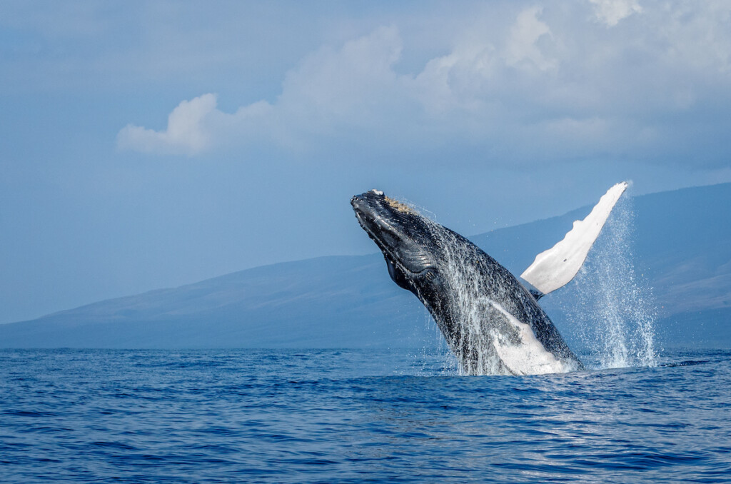 Humpback Whale Protruding, Maui, Hawaii, Usa