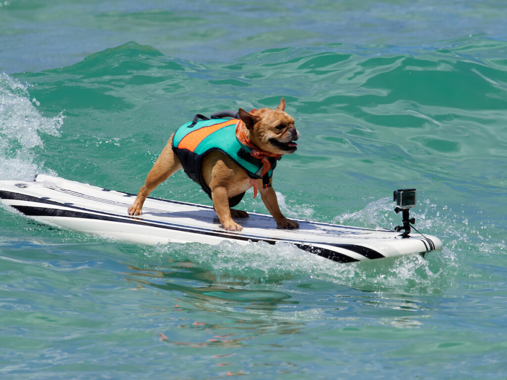 Hn1908 Dc Dukesdogs 1911