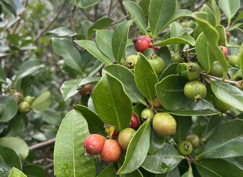 20240520 Hawt134 Strawberry Guava