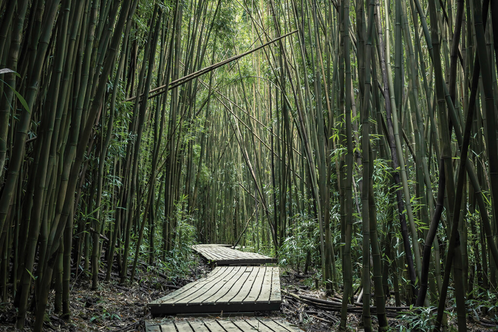 01 Pipiwai Trail Travis Morrin