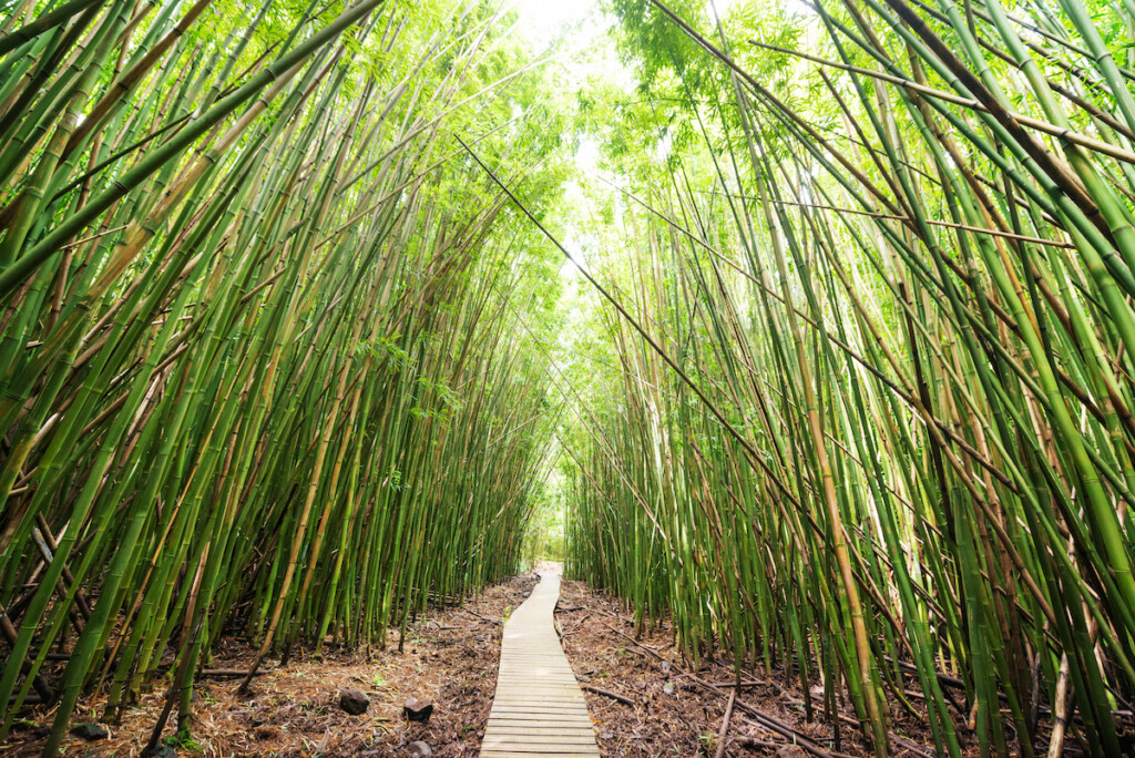 Pipiwai Hiking Trail Through Bamboo Forest In Haleakala National Park On Maui