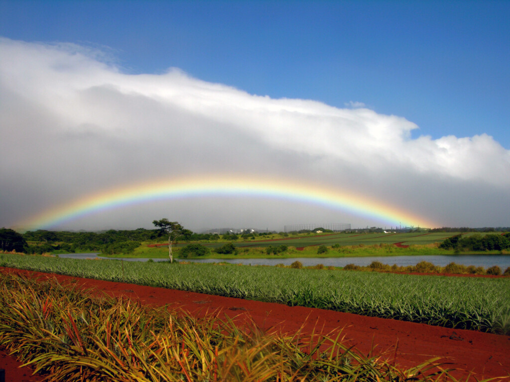 Rainbow At Dole Plantation