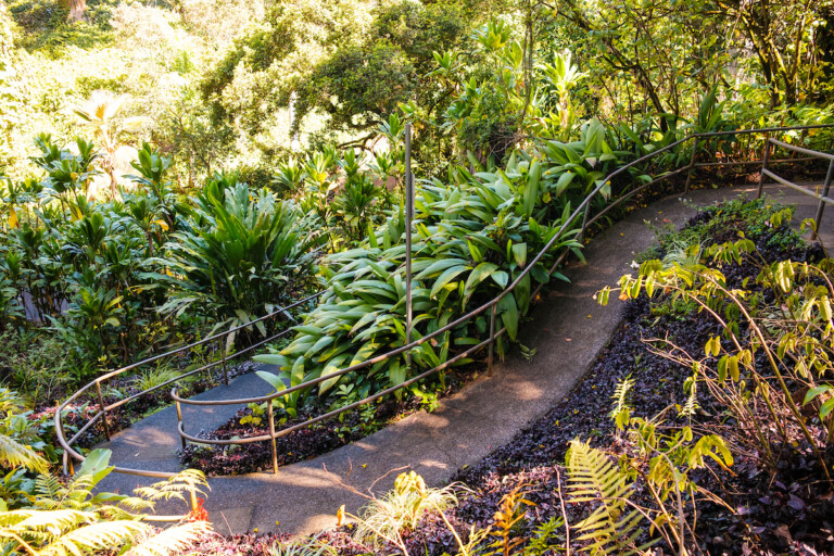 Him2110 Ay Wahiawa Botanical Garden 6686