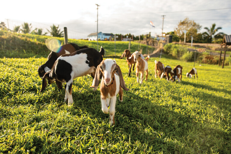 03 Baby Goat Nani Welch