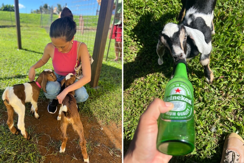 20240722 Honomu Goat Dairy Ctf