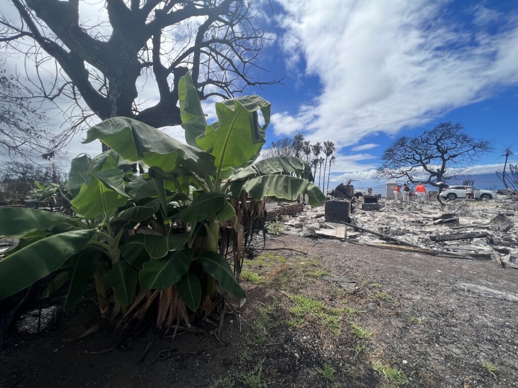 20240808 Maui Wildfires Ap A Banana Tree Growing At The Authors Former Residence Symbolizing Hope And New Beginnings Copy