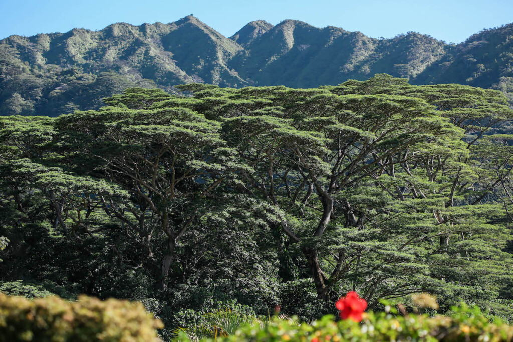 20240904 Albizia Tree Copy Of Lyon 23