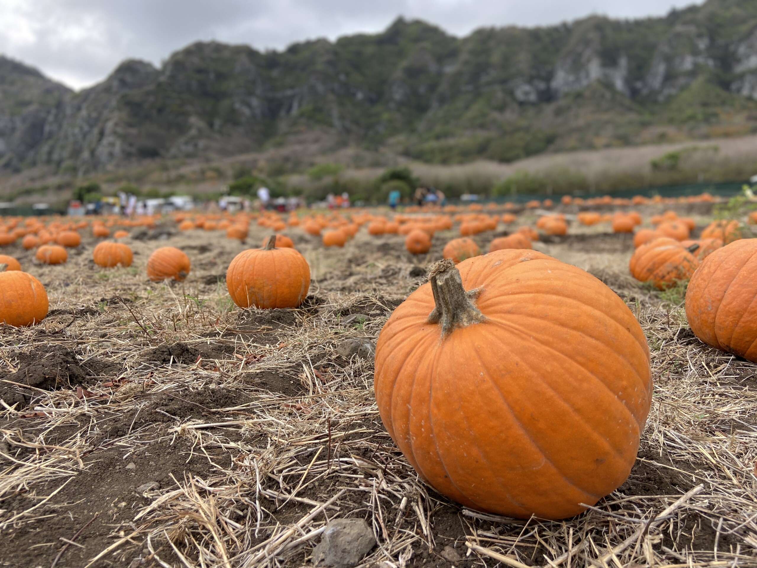 Discover fall's island rhythm through pumpkin patches and whale returns