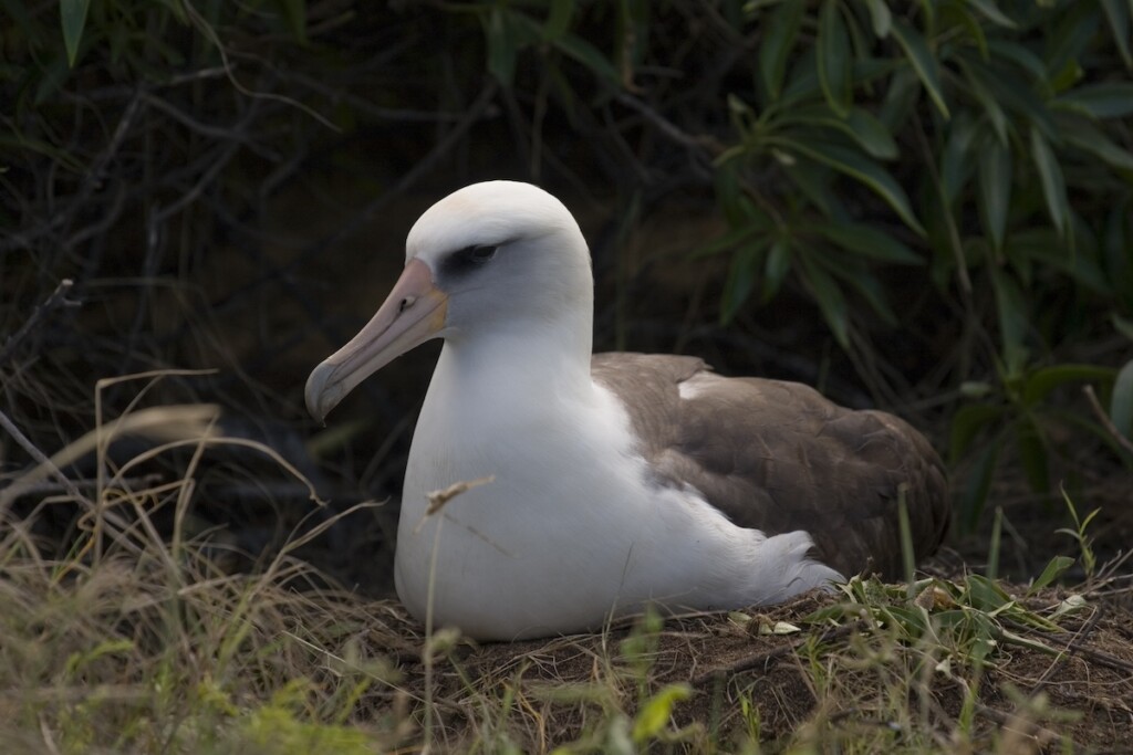 Albatross Profile