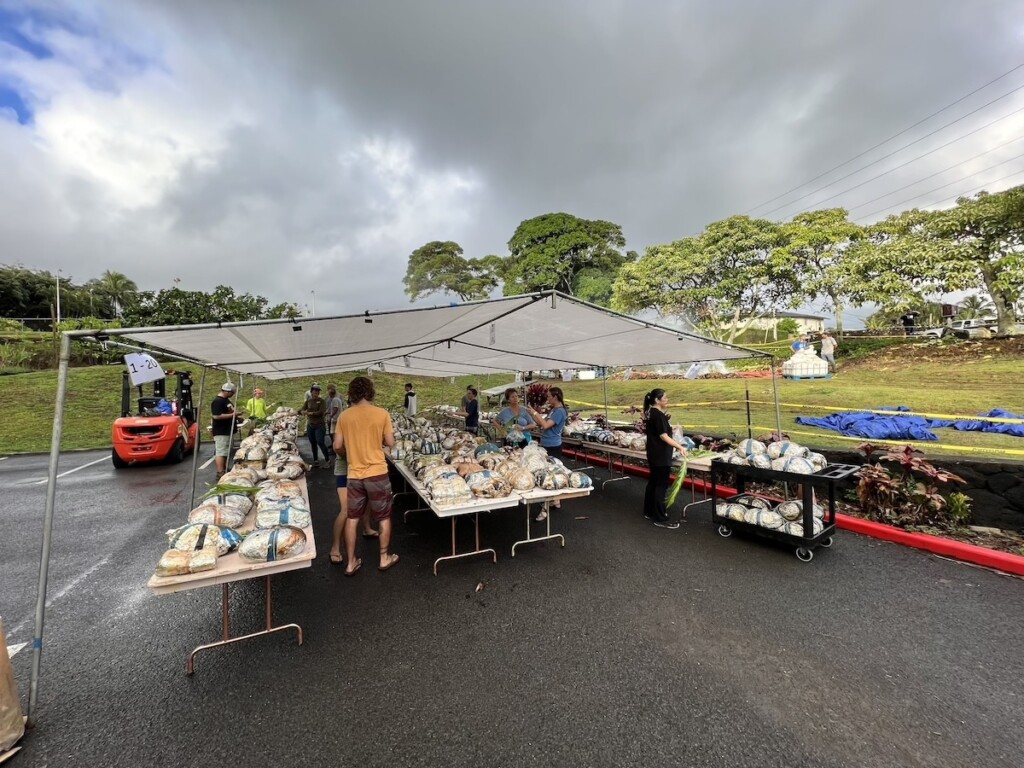 20241118 Imu Turkey Key Project Turkeys Img 5896 Copy