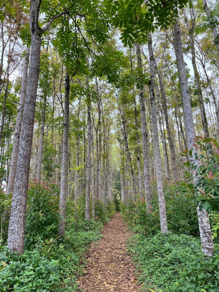 20241121 Wai Koa Loop Kauai Ctf