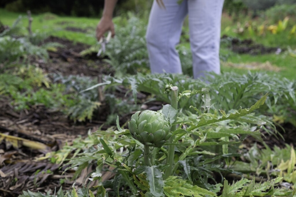 202501xx Farm Oo Farm Sarah Burchard 4