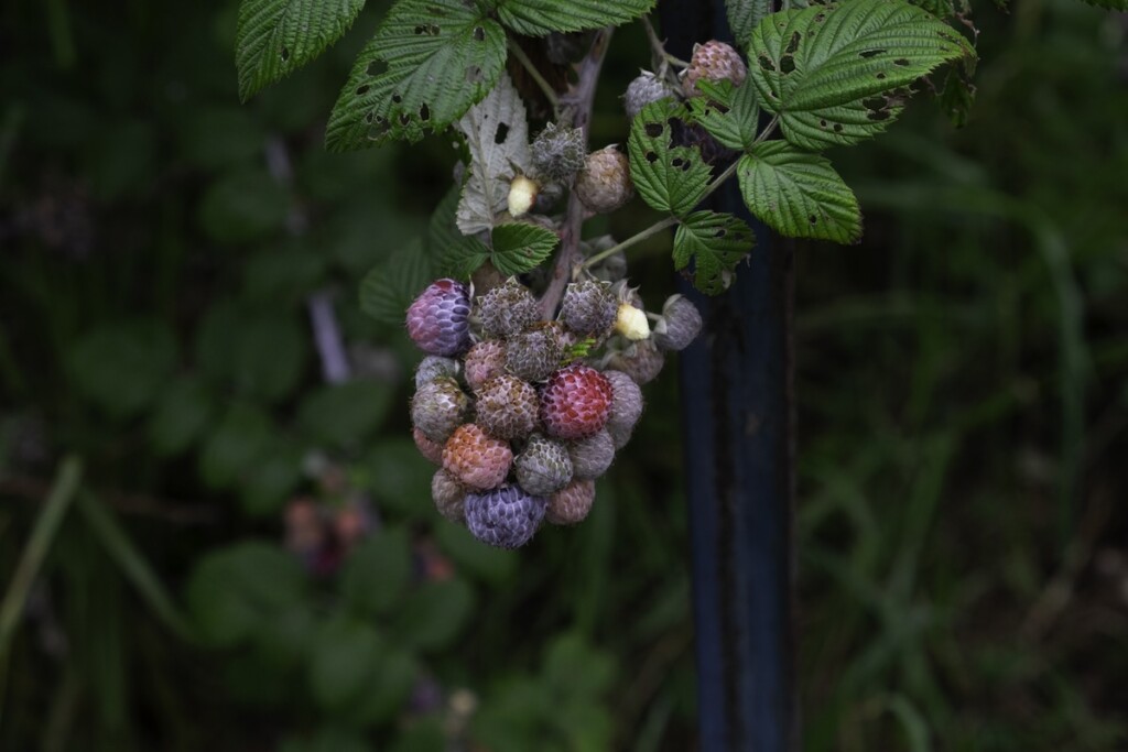 202511xx Raspberry Oo Farm Sarah Burchard 5