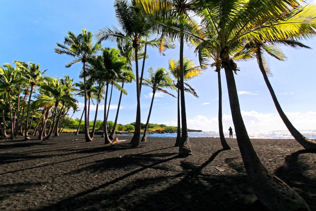 Coconut Trees In Punaluu Black Sand Beach