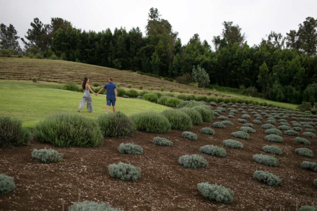 Aliikulalavenderfarm