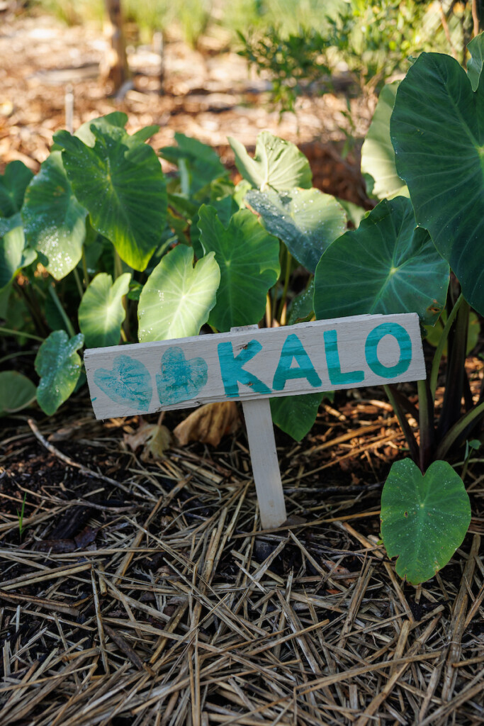 Him2506 Ay Maui Grow Some Good 43