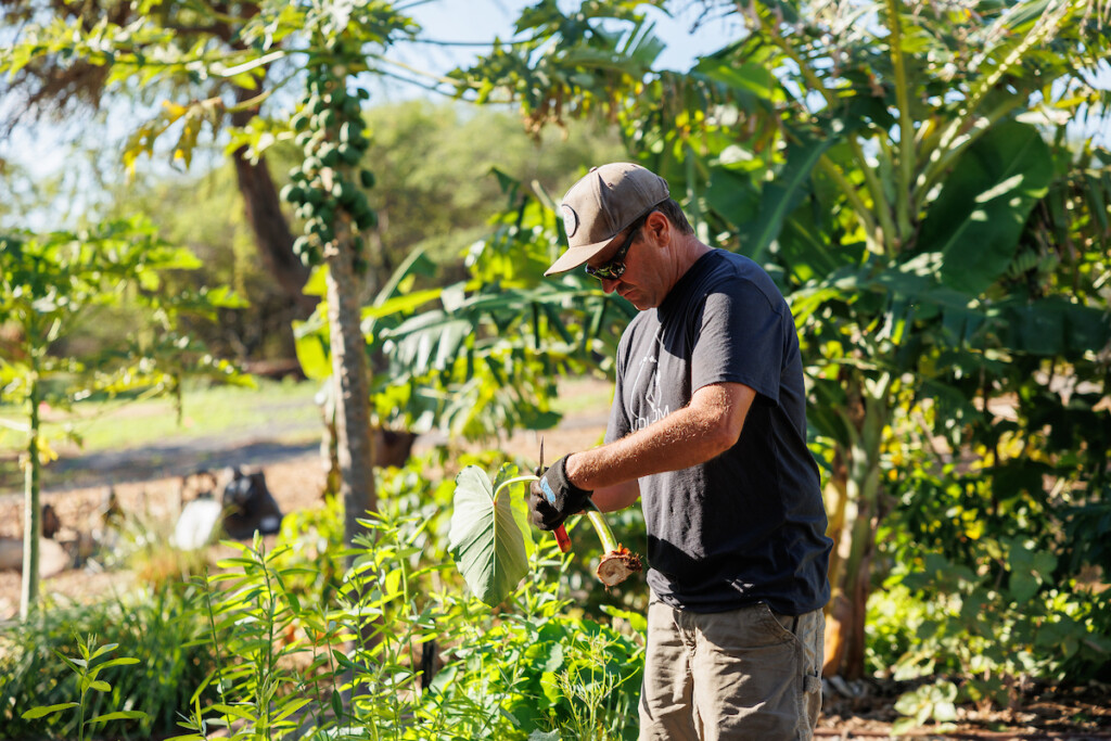 Him2506 Ay Maui Grow Some Good 161