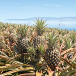 Maui Pineapple Tour