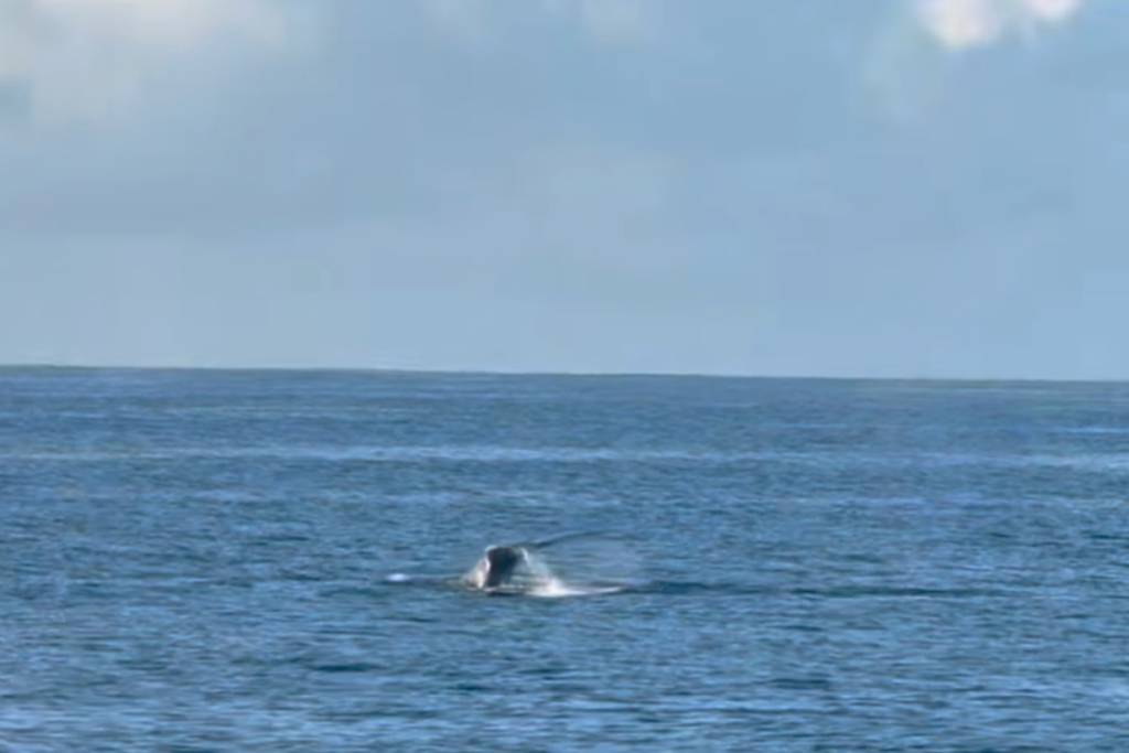 Firsthumpbackwhale2025 2026